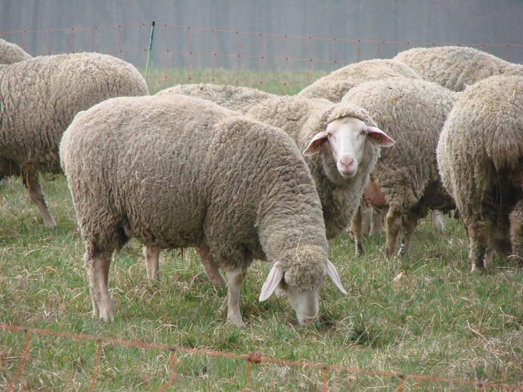 Abbildung: Das Foto zeigt grasende Schafe auf einer Wiese.