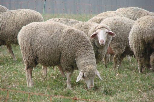 Figure: The photo shows grazing sheep in a meadow