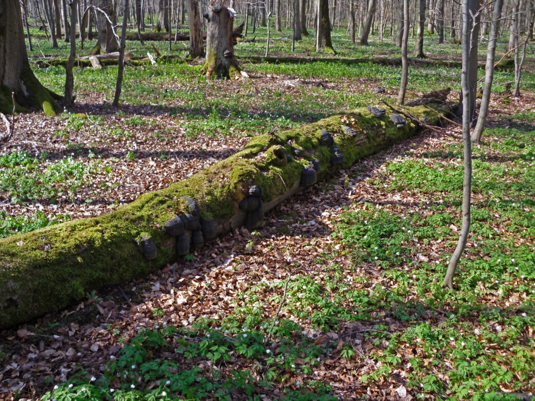 Abbildung: Das Foto zeigt im Frühjahr in einem noch unbelaubten Wald einen 
auf dem Boden liegenden Totholz-Baumstamm. Der Stamm ist von Moos überwuchert und mit Zunderschwamm-Pilzen bewachsen. Auf dem Waldboden wachsen flache grüne Pflanzen mit weißen Blüten.