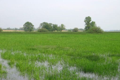 Abbildung: Das Foto zeigt eine grüne Feuchtwiese, auf der Wasser steht. Im Hintergrund sind einzelne Laubbäume zu sehen.