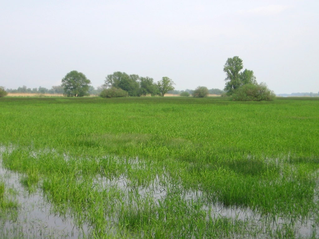 Abbildung: Das Foto zeigt eine grüne Feuchtwiese, auf der Wasser steht. Im Hintergrund sind einzelne Laubbäume zu sehen.