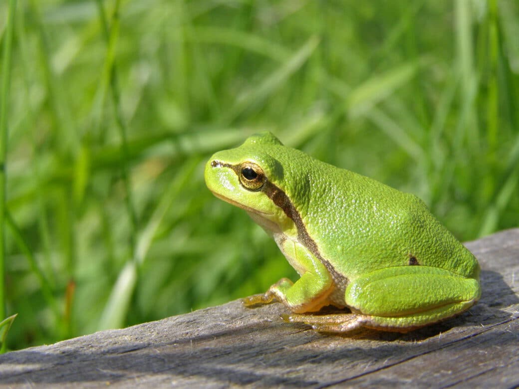 Abbildung: Das Foto zeigt einen leuchtend grünen Frosch, der auf einem Holzbrett oder Balken sitzt. Im Hintergrund ist hohes grünes Wiesengras zu sehen.
