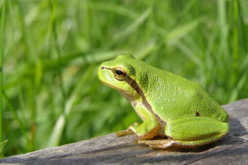 Figure: The photo shows a bright green frog sitting on a wooden board or beam with tall green meadow grass in the background.