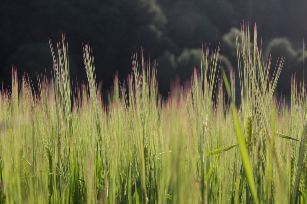 Abbildung: Das Foto zeigt grüne Getreide-Ähren im Gegenlicht vor dem Hintergrund eines dunklen Laubwalds.