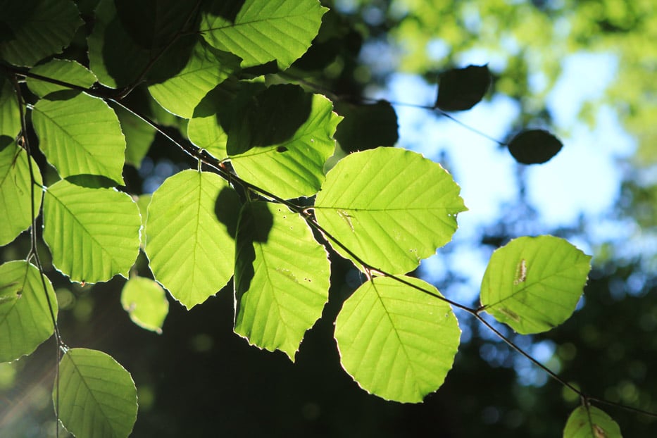 Abbildung: Das Foto zeigt im Gegenlicht den Zweig einer Buche mit hellgrünen Blättern daran.