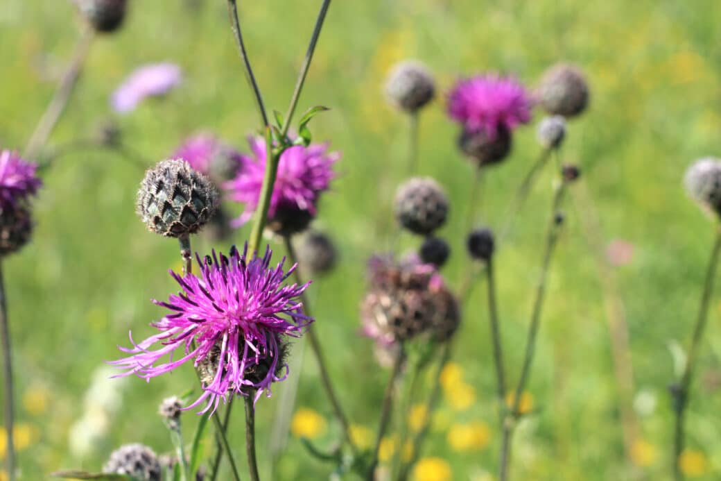 Abbildung: Das Foto zeigt auf einer Wiese in Großaufnahme die rosafarbenen Blüten von Wiesenklee.