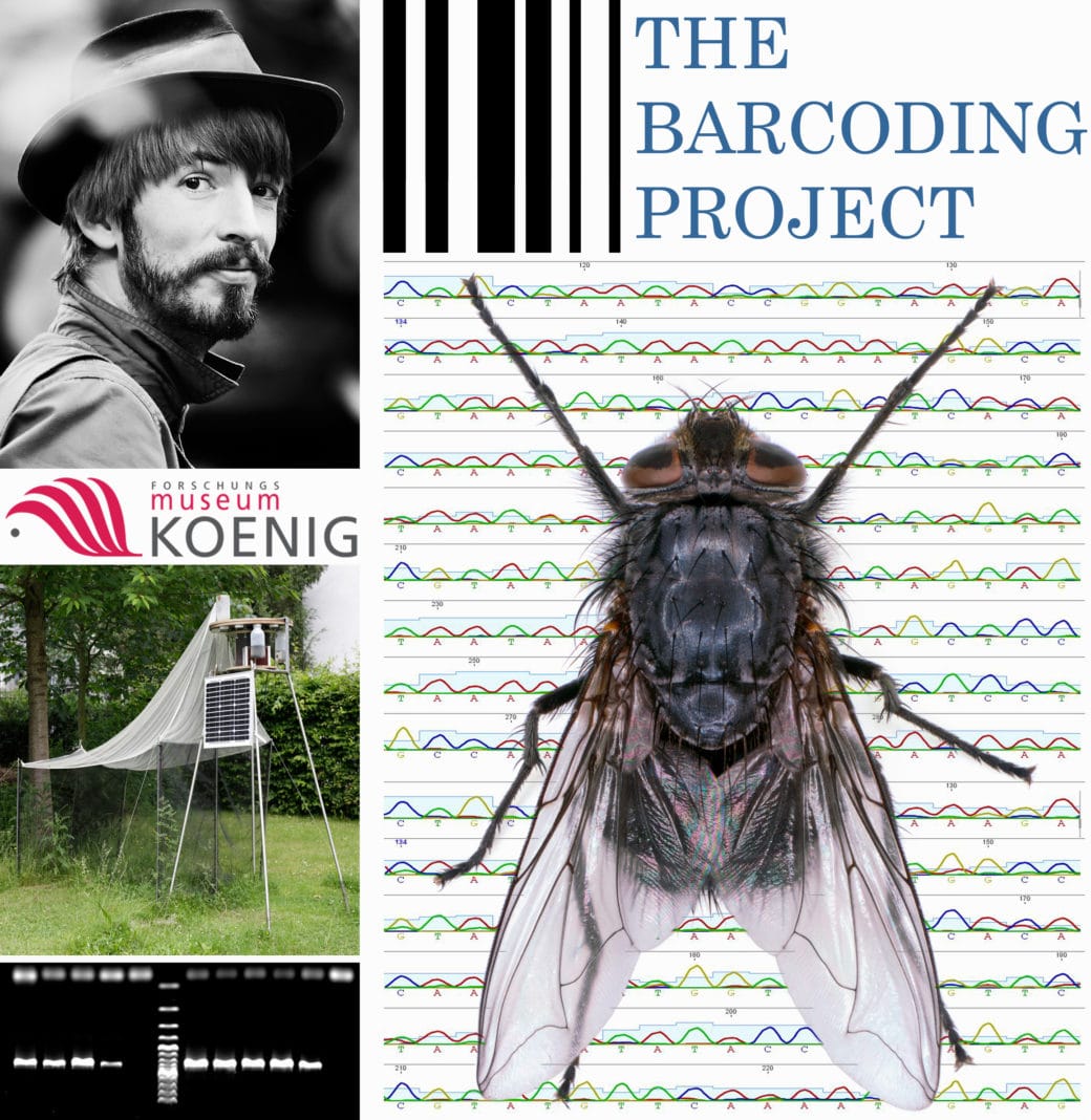 Picture: The collage contains the logo of the König Research Museum and four photos. Photo 1 shows a portrait of Doctor Jan Struwe in black and white. Photo 2 shows a malaise trap in a garden next to a tree, which is used to catch flying insects. Approximately one metre above the ground, a kind of tent made of white fabric is attached to poles. Insects that fly under the tent are directed to a plastic bottle containing a preservative liquid. The bottle is located at the top next to the tent in a holder that is also mounted on poles. A solar panel is attached below the holder to power automatic separation processes of the samples. Photo 3 shows in a screenshot against a black background the signals of isolated D N A pieces of a sample shown in white. Photo 4 shows a fly photographed from above. Below the fly, a diagram is mounted that shows the base sequence of a gene section line by line on a white background. The four bases are shown in different colours.