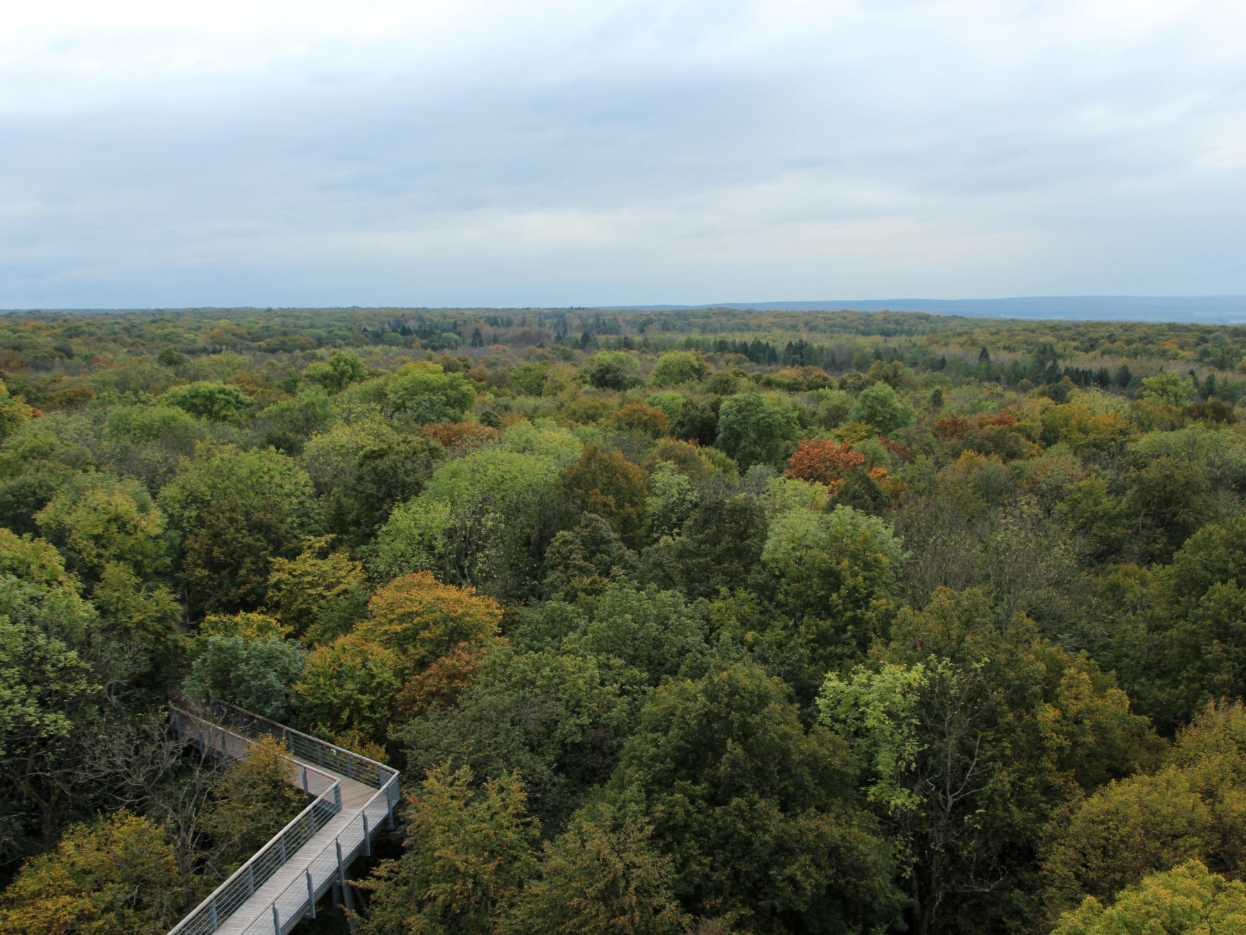 Picture: The photo shows a panoramic view over the treetops of the forest in the Hainich National Park. At the bottom right, a part of a treetop path built on stilts can be seen.