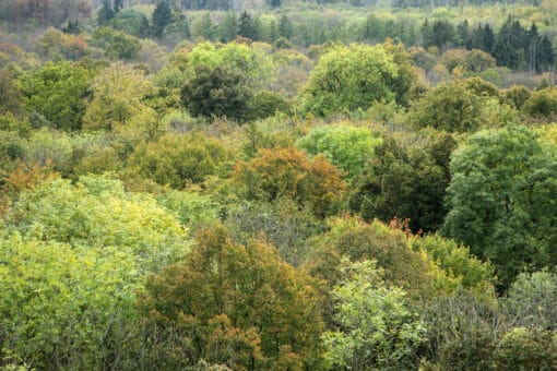 Abbildung: Das Foto zeigt die Baumkronen eines Mischwalds zu Beginn des Herbstes.
