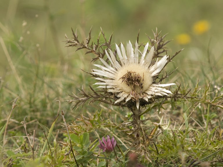 Abbildung: Das Foto zeigt eine blühende Silberdistel, die auf einer Wiese dicht am Boden wächst.