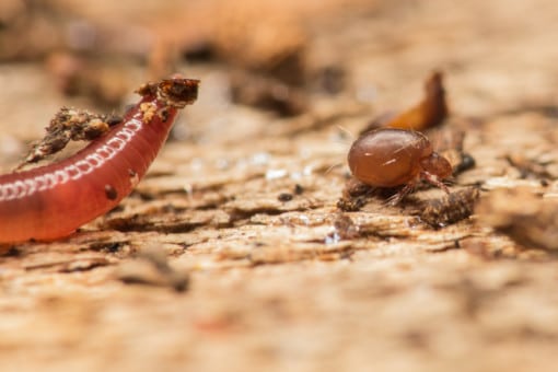 Abbildung: Das Foto zeigt einen Regenwurm und eine Hornmilbe auf dem Waldboden.