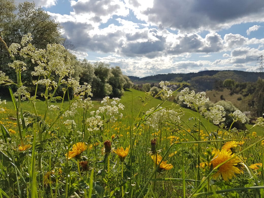 Abbildung: Das Foto zeigt in einer Nahaufname verschiedene Pflanzen auf einer Wiese. Im Hintergrund ist eine Hügellandschaft mit Wiesen und Wäldern zu sehen. Am blauen Himmel ziehen grauweiße Wolken dahin.