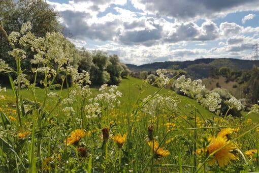 Abbildung: Das Foto zeigt in einer Nahaufname verschiedene Pflanzen auf einer Wiese. Im Hintergrund ist eine Hügellandschaft mit Wiesen und Wäldern zu sehen. Am blauen Himmel ziehen grauweiße Wolken dahin.