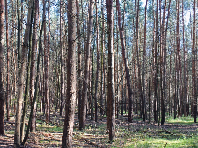 Picture: The panoramic photo shows managed age class pine forest in the young tree stage.