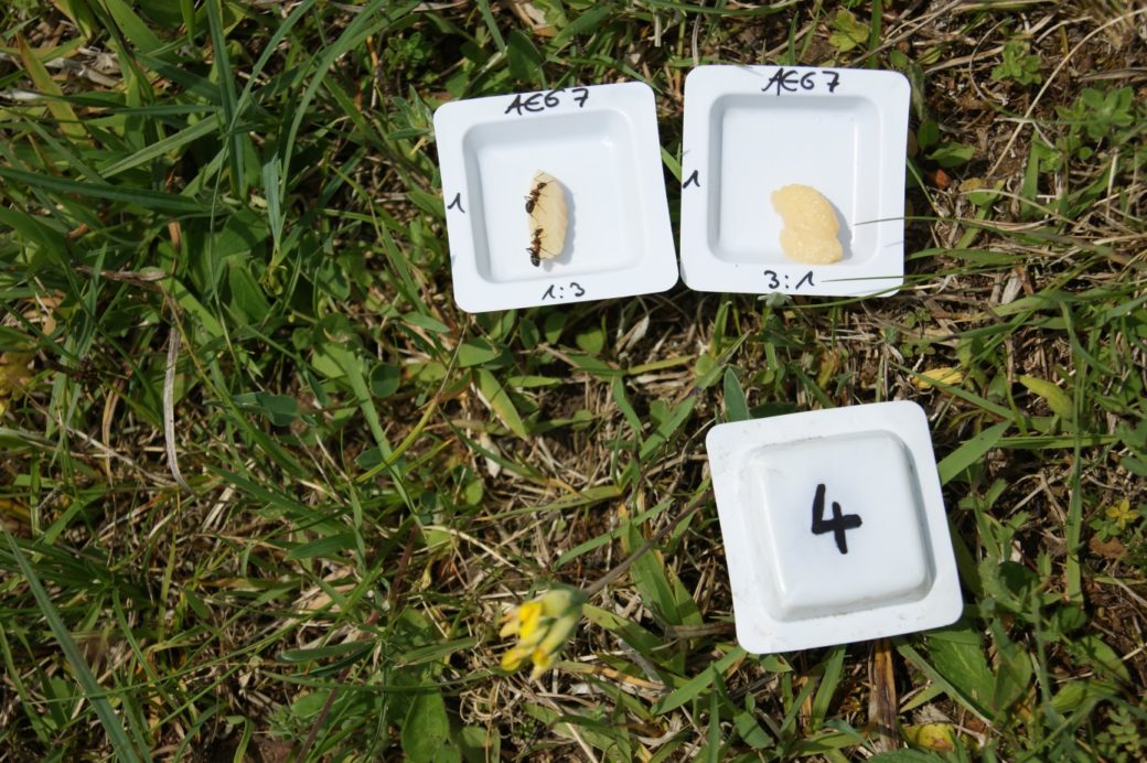 Picture: The photo shows three small white bowls photographed from above in a meadow. one of the bowls is lying with the bottom facing upwards. the bottom is labelled with the number 4. the other two bowls lying next to each other contain bait for ants. the bait consists of artificial food, has an elongated lumpy shape and a light colour in a mixture of beige and yellow. two ants are sitting on the bait in the left bowl. the upper edge of the bowls is labelled with the identification A E 67, the left edge of the bowls is labelled with the number 1. on the lower edge of the left bowl is the ratio 1 to 3. on the right bowl the ratio is indicated as 3 to 1.