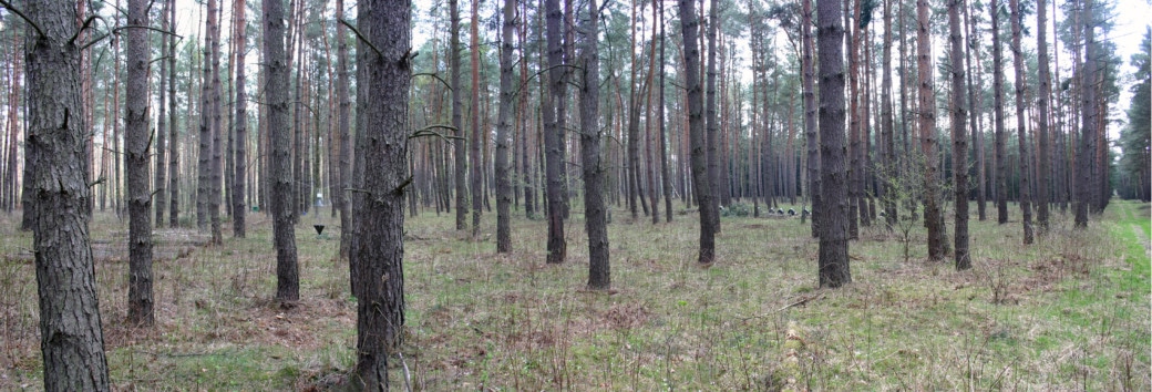 Picture: The panoramic photo shows managed age-class pine forest in the tree-wood stage.