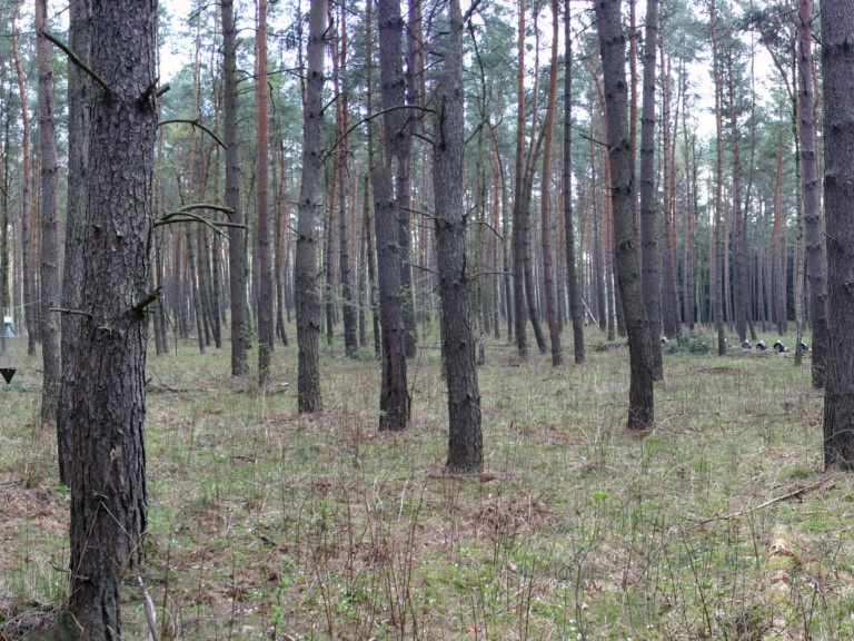 Picture: The panoramic photo shows managed age-class pine forest in the tree-wood stage.