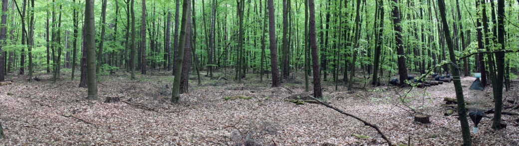 Picture: The panoramic photo shows managed age-class pine-beech mixed forest in the tree-wood stage.
