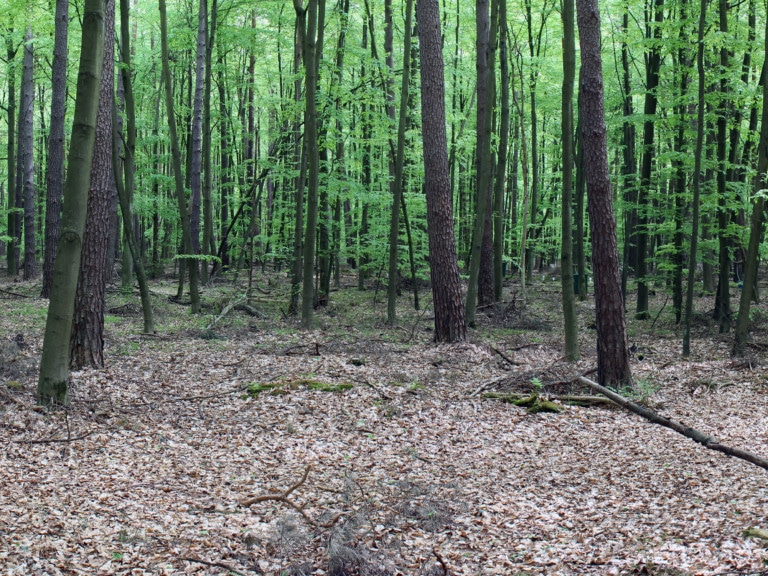 Picture: The panoramic photo shows managed age-class pine-beech mixed forest in the tree-wood stage.