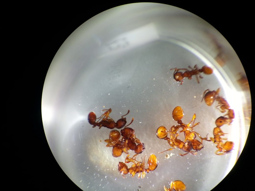 Abbildung: Das Foto zeigt eine Mikroskop-Aufnahme von zehn orange-braunen Ameisenkörpern.