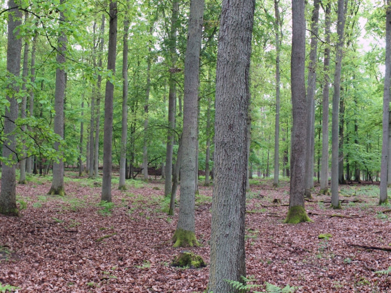 Picture: The panoramic photo shows managed age class oak forest in the tree wood stage.