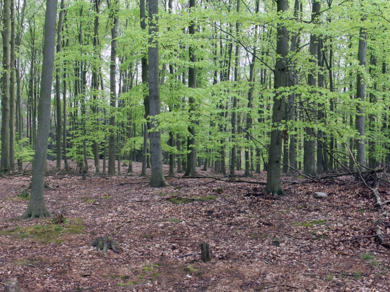 Picture: The panoramic photo shows managed age-class beech forest in the tree-wood stage.