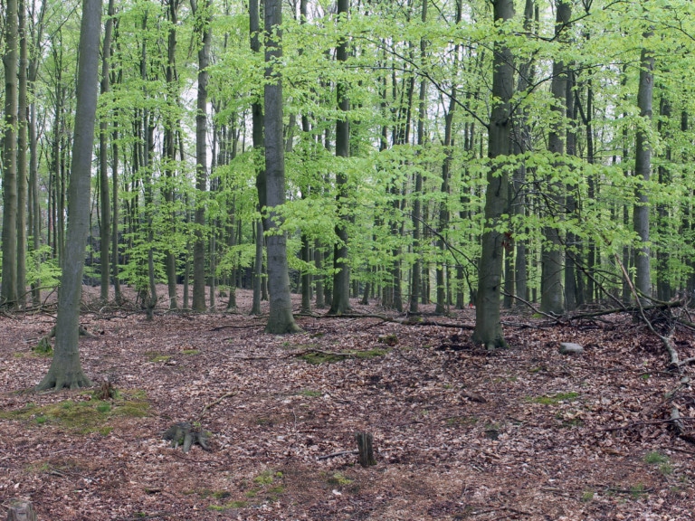 Abbildung: Das Panoramafoto zeigtbewirtschafteten Altersklassen-Buchenwald im Baumholz-Stadium.