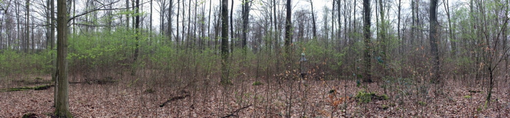 Picture: The panoramic photo shows managed old-growth beech forest with regeneration in the tree-wood and thicket stages.