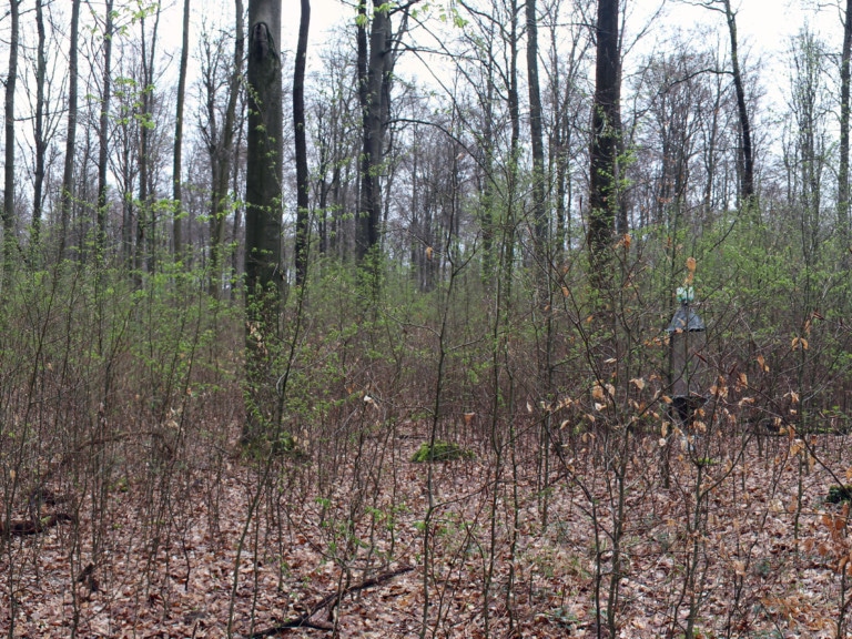 Picture: The panoramic photo shows managed old-growth beech forest with regeneration in the tree-wood and thicket stages.