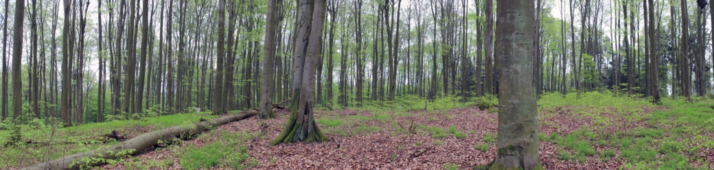 Picture: The panorama photo shows unmanaged beech forest in the tree-wood stage.