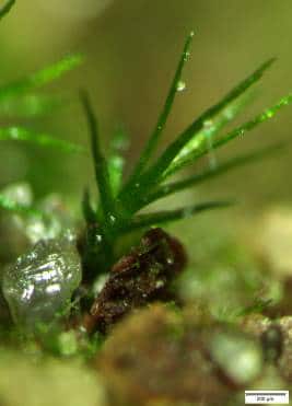 Picture: The photo shows leaf moss in a close-up.