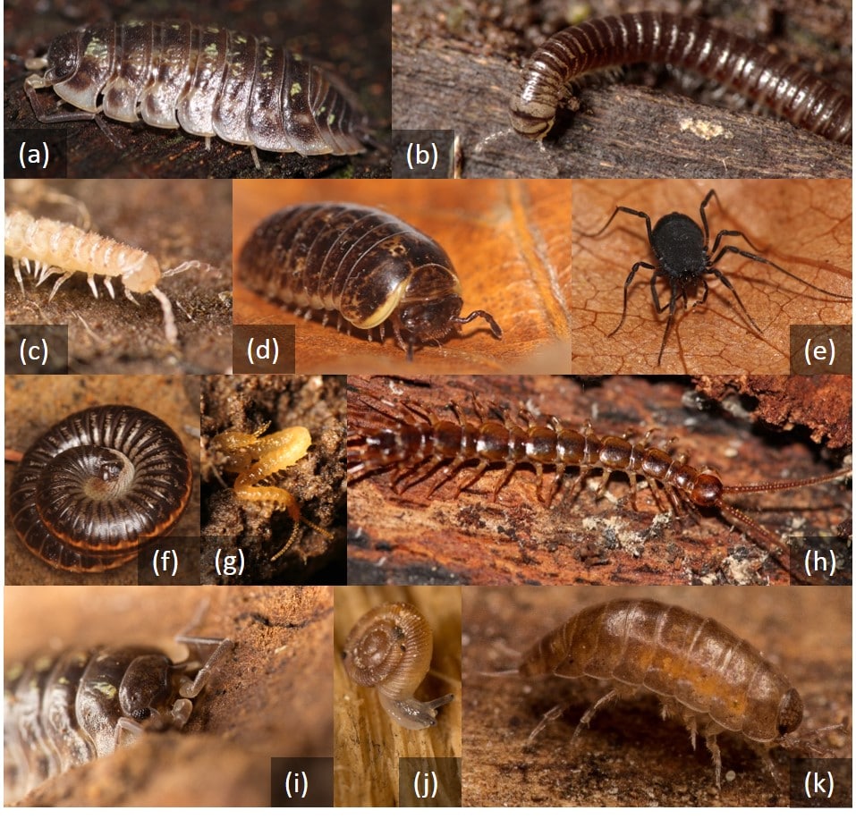 Picture: The collage contains eleven photos of soil macrofauna. photos 1, 9, and eleven show specimens of terrestrial isopods. photos 2, 3, 4, and 6 show specimens of centipedes. photo 5 shows a weaver's blenny. photos 7 and 8 show specimens of centipedes. photo ten shows a snail.
