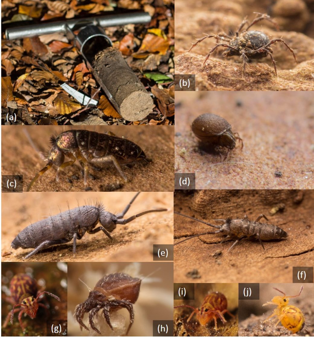 Picture: The collage contains ten photos, nine of which show soil mesofauna. Photo 1 shows a short Macfayden's core drill lying on withered beech foliage with a cylindrical soil core drilled out in the tube half open lengthwise. Photos 2 to 4 show specimens of horn mites, Latin Oribatida. Photos 5 to ten show specimens of springtails, Latin Collembola.