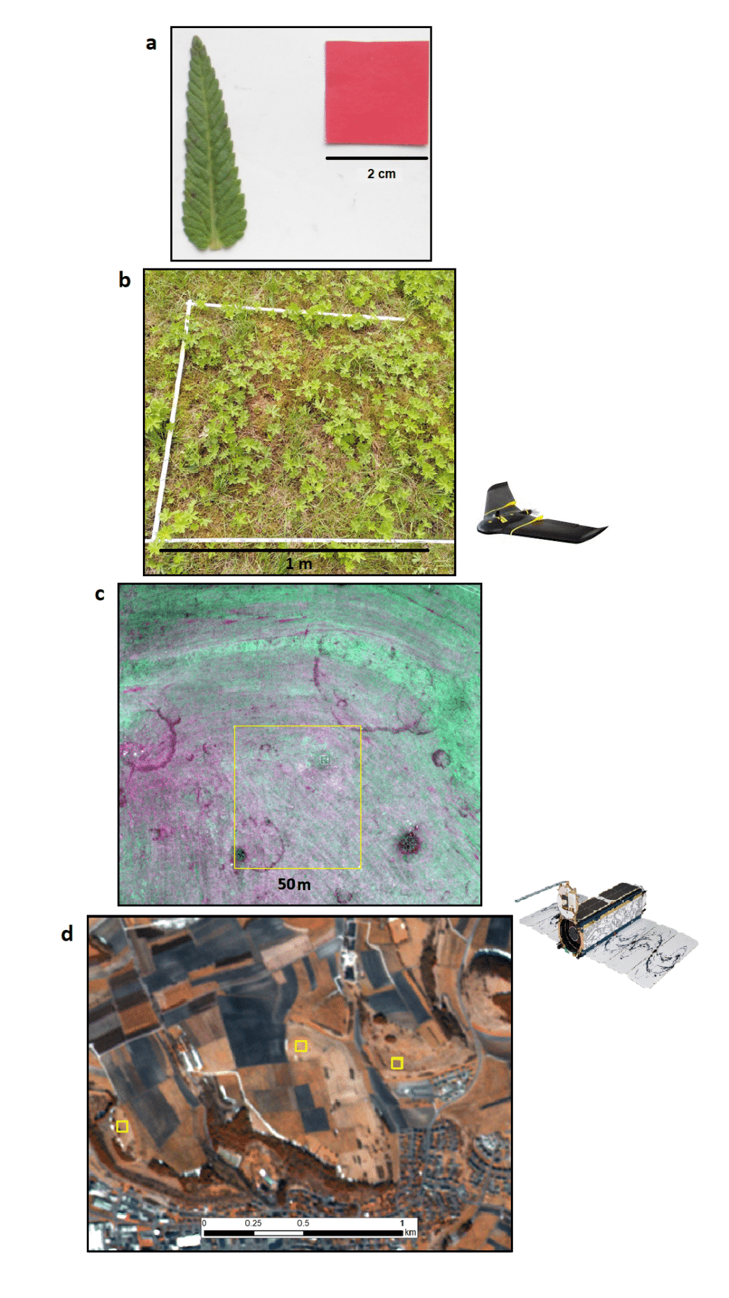 Picture: The collage contains four photos taken from above, representing proportions. Photo 1 shows a narrow feathered leaf about 5 centimeters long. Next to the leaf is a red square of paper, the edge length of which is indicated as 2 centimeters. Photo 2 shows a folded out folding ruler on a low overgrown meadow, forming a square with an edge length of one meter. Photo 3 shows in green and magenta hues the multispectral image of a drone from an open field. Drawn into the photo is a yellow square, the edge length of which is indicated as fifty meters. Photo 4 shows in brown and blue-gray hues the multispectral image of a satellite from a landscape with open fields. Drawn into the photo are three widely spaced yellow squares, the edge length of which is fifty meters.