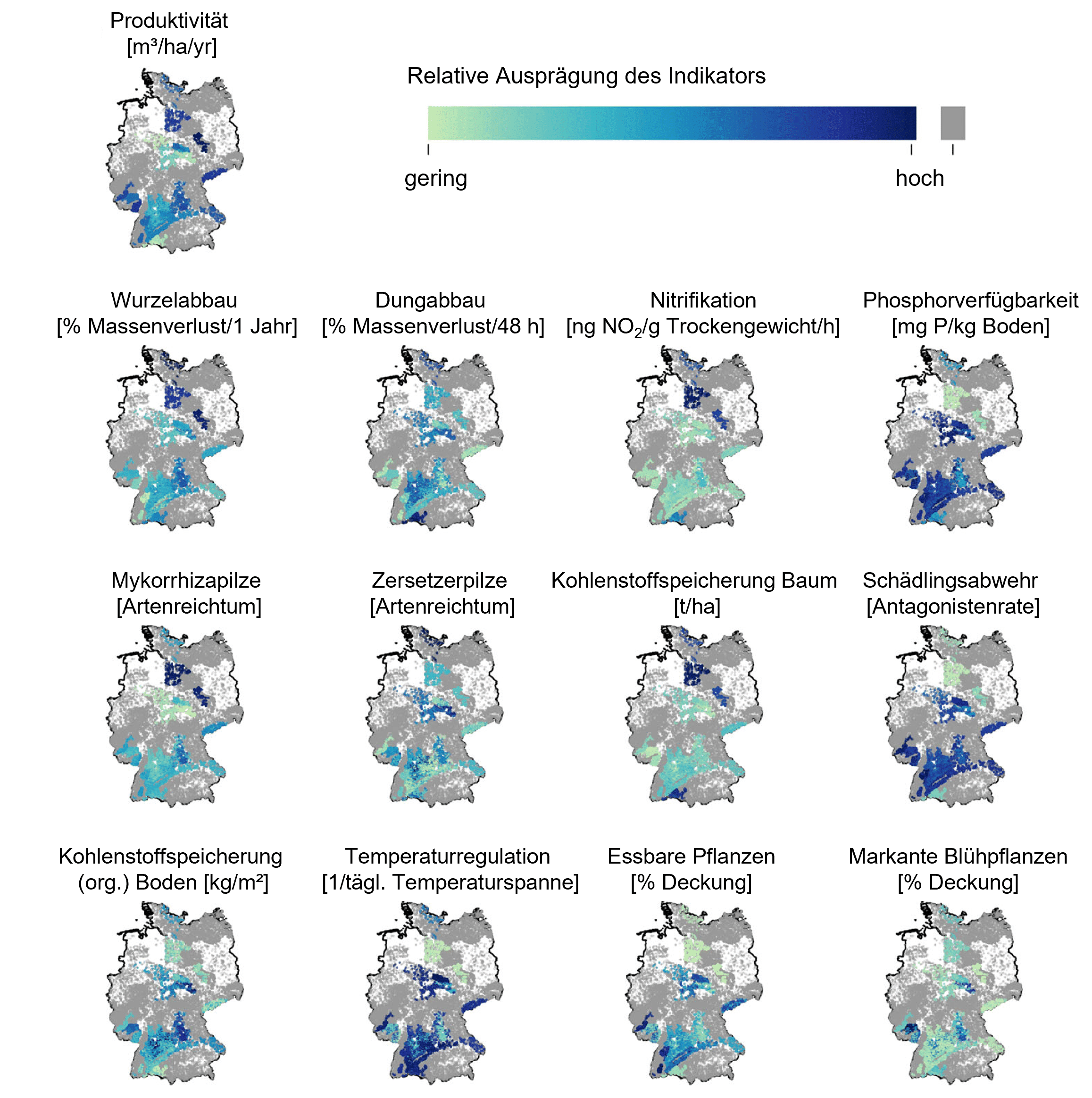Abbildung: Die Grafik zeigt dreizehn Deutschlandkarten, in denen die vorhergesagte mittlere Stärke unterschiedlicher Indikatoren für Ökosystemleistungen auf siebentausendvierhundertsechsundzwanzig Inventurflächen der Bundeswaldinventur drei abgebildet sind. Je nach relativer Ausprägung eines Indikators von gering bis hoch variiert die Markierungsfarbe von hellgrün bis dunkelblau. Folgende dreizehn Indikatoren sind abgebildet: Produktivität, Wurzelabbau, Dungabbau, Nitrifikation, Phosphorverfügbarkeit, Mykorrhizapilze, Zerstetzerpilze, Kohlenstoffspeicherung Baum, Kohlenstoffspeicherung Boden, Schädlingsabwehr, Temperaturregulation, essbare Pflanzen, markante Blühpflanzen.
