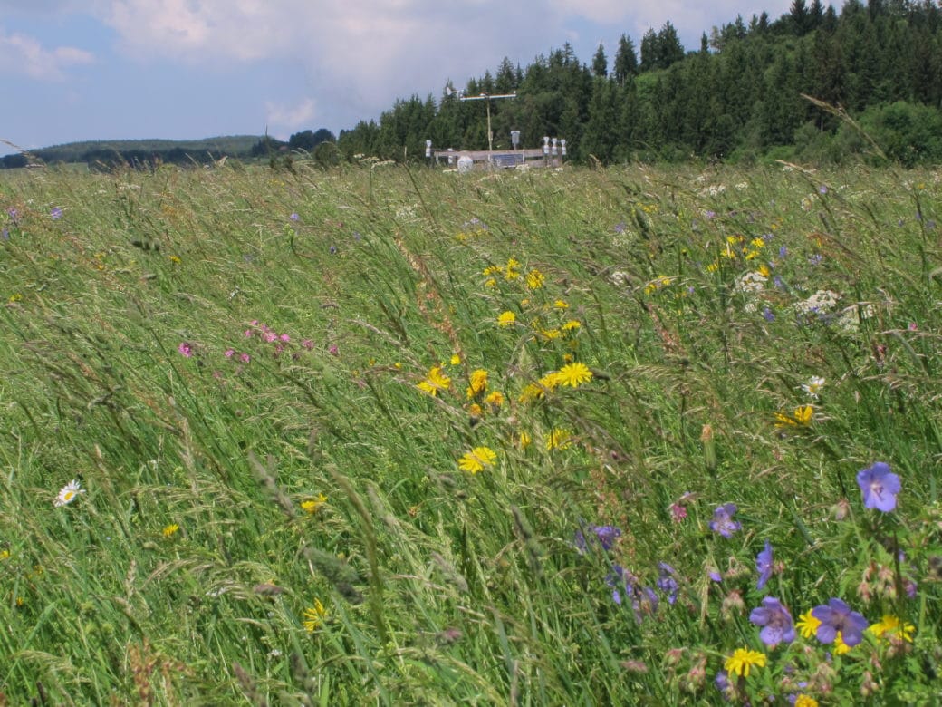 Abbildung: Das Foto zeig eine ungemähte Wiese, auf der Blumen mit Blüten in den Farben rosa, weiß, gelb und blau wachsen. Im Hintergrund sind eine Klimamess-Station und bewaldete Hügel zu sehen.