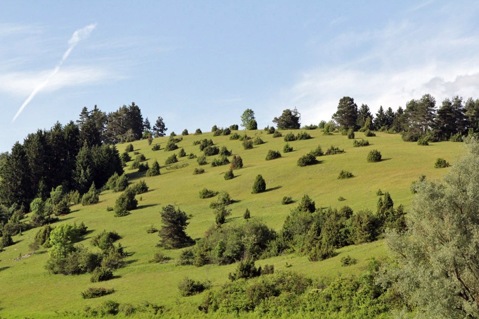 Figure: The photo shows under a blue sky a hill in the Swabian Alb, which is covered by a green meadow with isolated bushes on it.