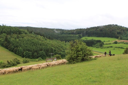Figure: The photo shows a meadow with a flock of sheep in front of a climate measuring station. On the right side of the picture there is a shepherd with dogs and another man. In the background there are more meadows and mixed forest on hills.