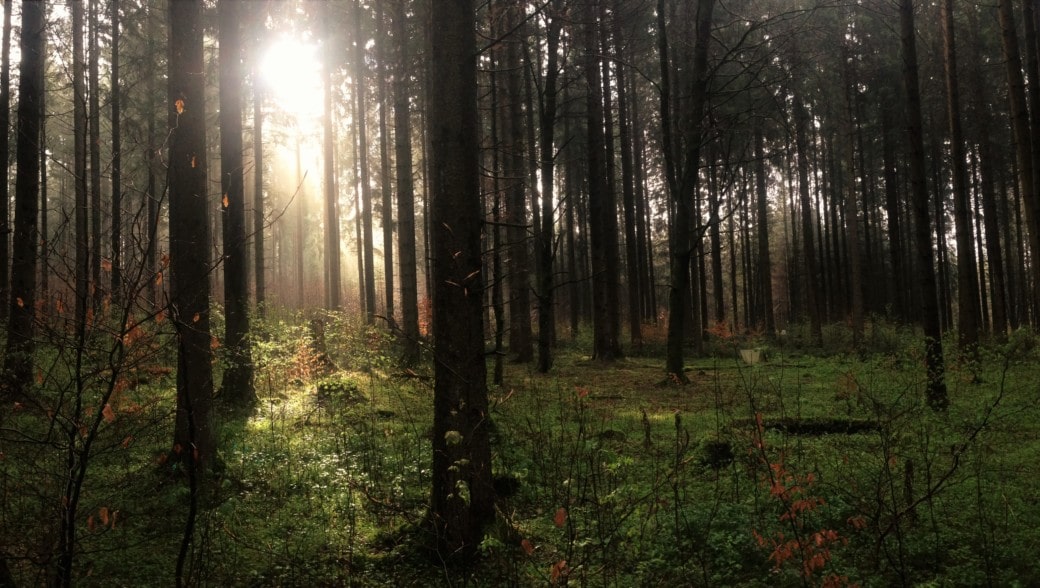Abbildung: Das Foto zeigt einen dunklen Nadelbaumwald, in den ein einzelner Strahl der tiefstehenden Sonne fällt.
