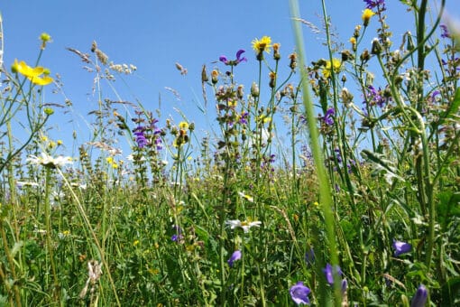 Abbildung: Das Foto zeigt unter blauem Himmel eine sommerliche Blumenwiese.