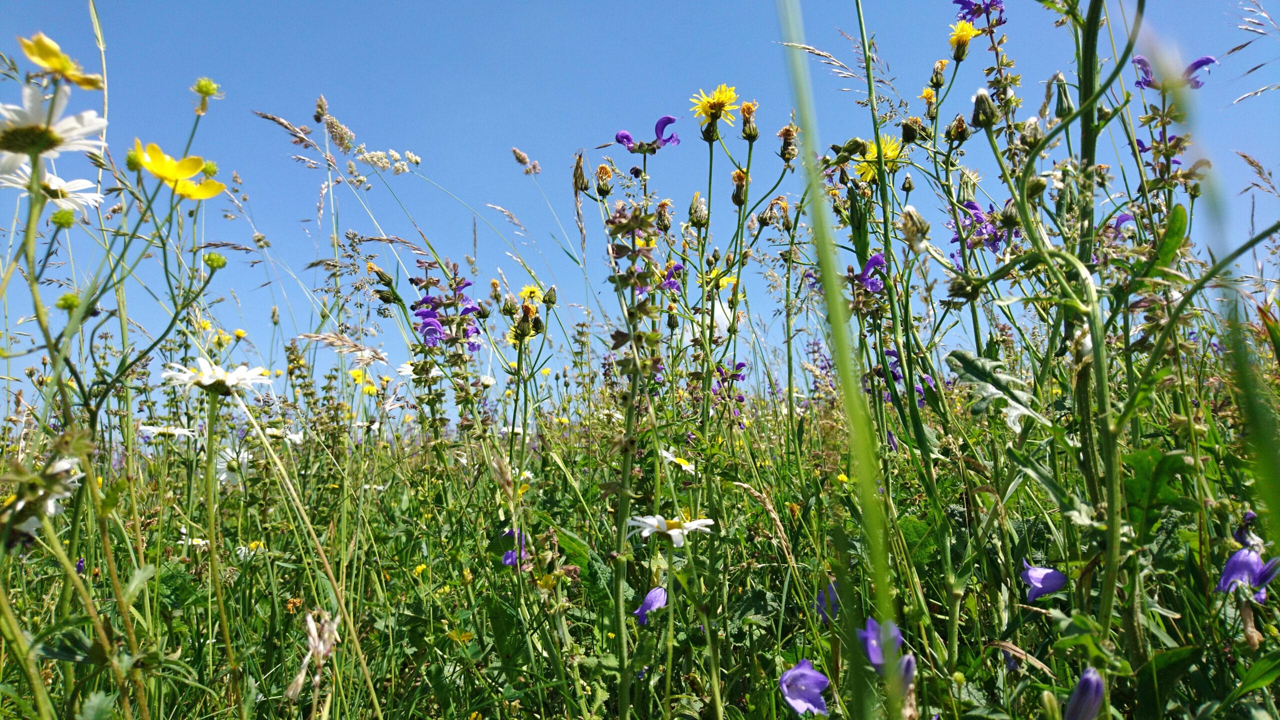 Abbildung: Das Foto zeigt unter blauem Himmel eine sommerliche Blumenwiese.