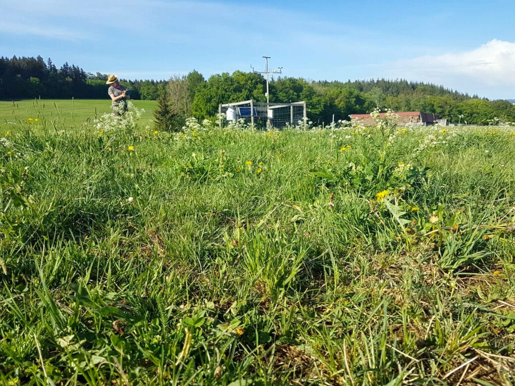 Abbildung: Das Foto zeigt in einer Nahaufnahme Gräser und andere Pflanzen, die auf einer Wiese wachsen. Weiter hinten im Bild befinden sich eine Klimamess-Station und eine junge Wissenschaftlerin bei der Arbeit. Im Bildhintergrund sind Nadel- und Laubwälder unter einem blauen Himmel zu sehen.