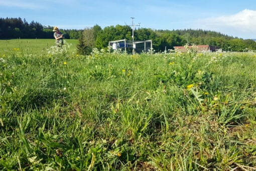 Abbildung: Das Foto zeigt in einer Nahaufnahme Gräser und andere Pflanzen, die auf einer Wiese wachsen. Weiter hinten im Bild befinden sich eine Klimamess-Station und eine junge Wissenschaftlerin bei der Arbeit. Im Bildhintergrund sind Nadel- und Laubwälder unter einem blauen Himmel zu sehen.