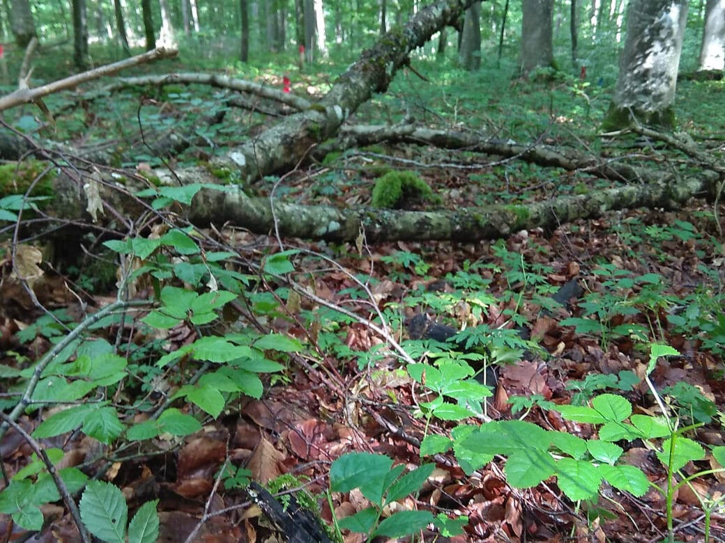 Abbildung: Das Foto zeigt einen Waldboden mit Totholz und Baumschößlingen.