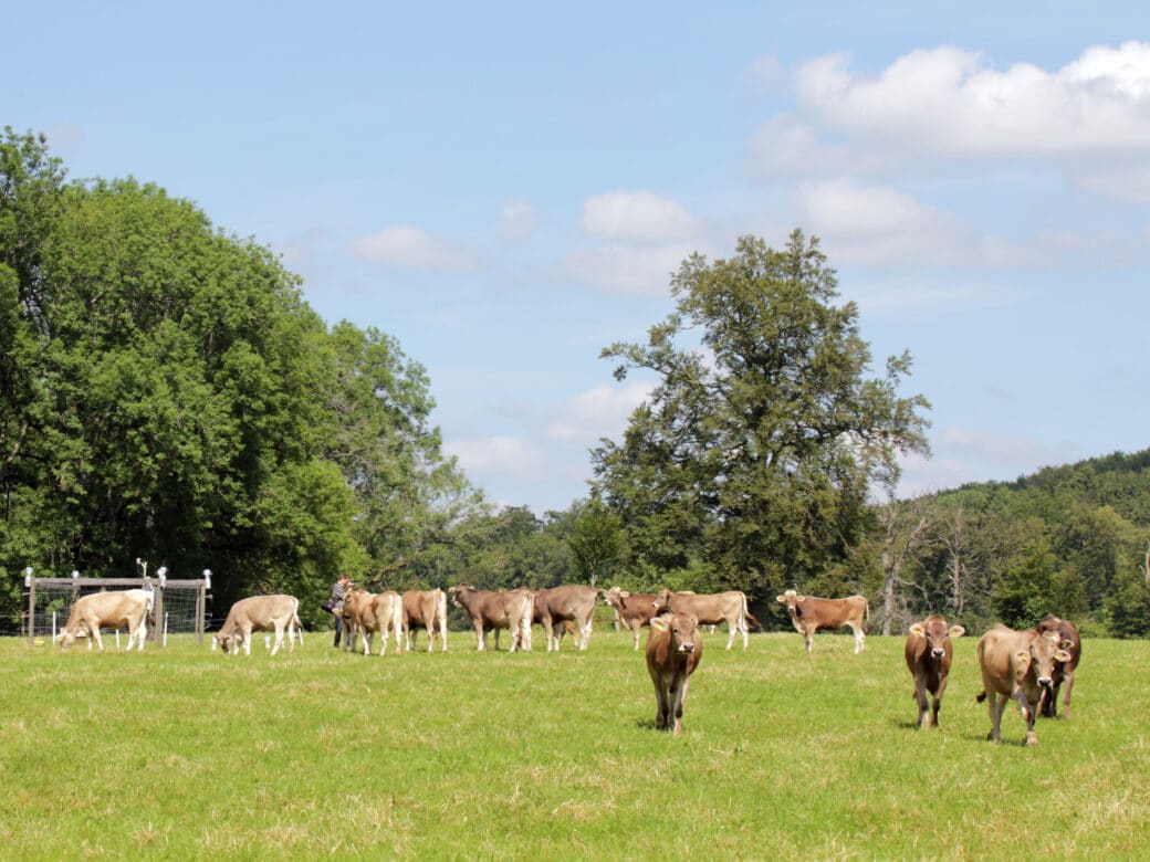 Illustration: The photo shows a herd of brown cattle in a meadow under a blue sky with clouds. Deciduous trees can be seen in the background.