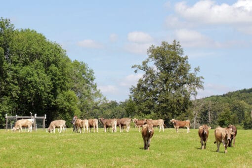 Abbildung: Das Foto zeigt unter blauem Himmel mit Wolken eine Herde brauner Rinder auf einer Wiese. Im Hintergrund sind Laubbäume zu sehen.