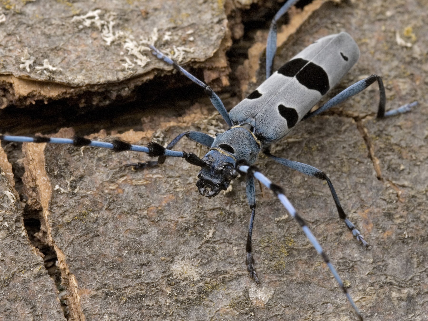 Abbildung: Das Foto zeigt das Exemplar eines Käfers der Art Alpenbock, lateinisch Rosalia alpina.