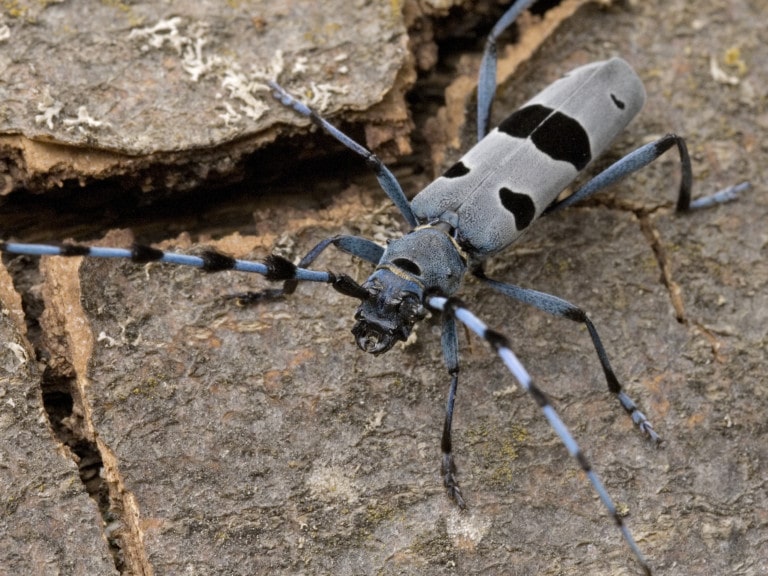 Abbildung: Das Foto zeigt das Exemplar eines Käfers der Art Alpenbock, lateinisch Rosalia alpina.