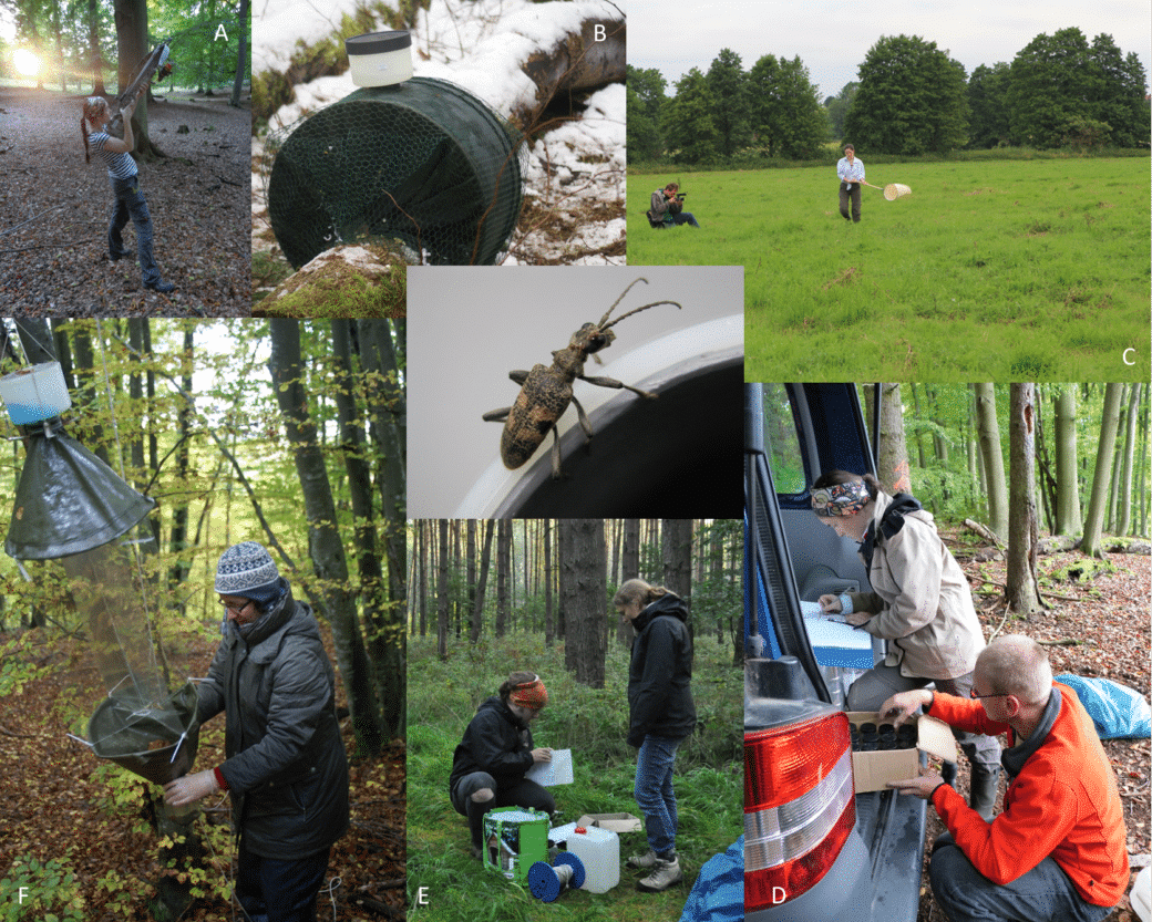 Picture: The collage shows 6 photos of project work on insect monitoring. Photo 1 shows a young scientist in the forest aiming a crossbow upwards to install a cross window trap in the canopy. Photo 2 shows an emergence eclector to record deadwood insects. Photo 3 shows a summer meadow where a young female scientist is catching insects with a landing net while being filmed or photographed by a young man. Photo 4 shows a female scientist in the forest handling a cross window trap hanging from above. Photo 5 shows two young scientists together with tools in the forest preparing to empty the trap. Photo 6 shows a young female scientist and a young male scientist at the open tailgate of a box truck documenting and handling collection containers after emptying a cross window trap.