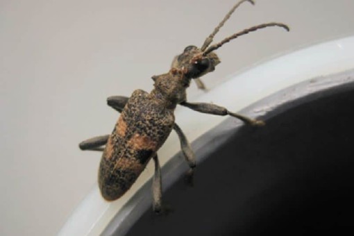 Abbildung: Das Foto zeigt in Groß-Aufnahme einen Bock-Käfer.